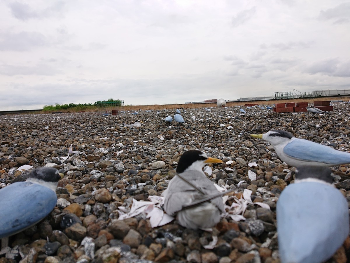 f:id:littletern:20190622143820j:plain f:id:littletern:20190622143820j:plain
