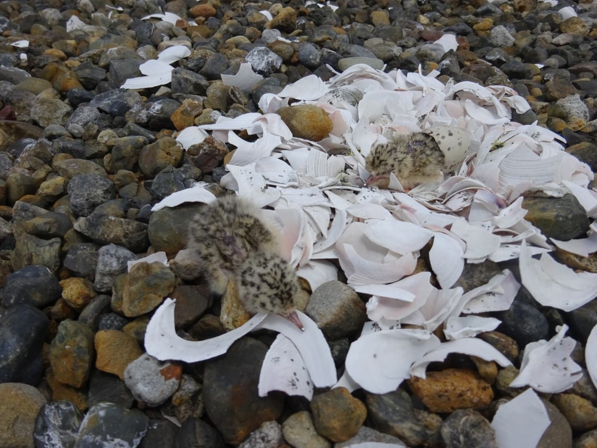 f:id:littletern:20190622144500j:plain f:id:littletern:20190622144500j:plain