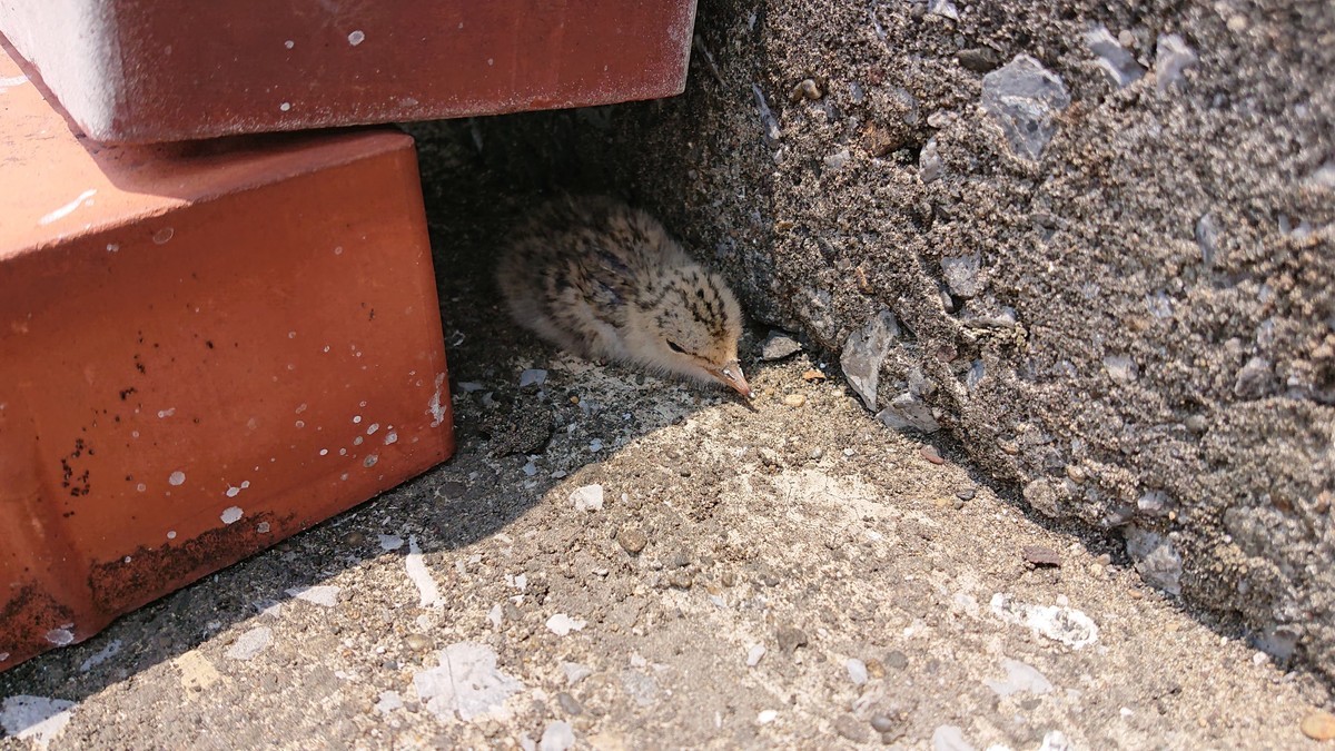 f:id:littletern:20190622144812j:plain f:id:littletern:20190622144812j:plain