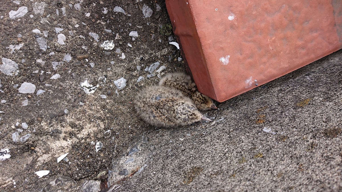 f:id:littletern:20190622144944j:plain f:id:littletern:20190622144944j:plain
