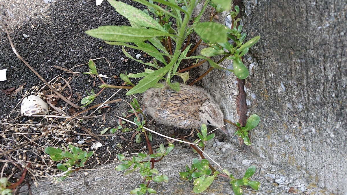 f:id:littletern:20190622145130j:plain f:id:littletern:20190622145130j:plain