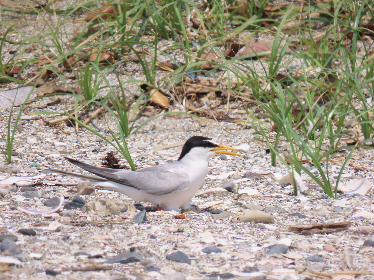 f:id:littletern:20190625134020j:plain f:id:littletern:20190625134020j:plain