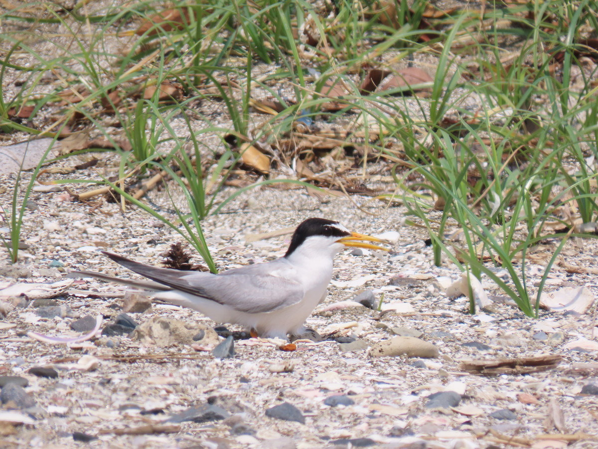 f:id:littletern:20190625134020j:plain