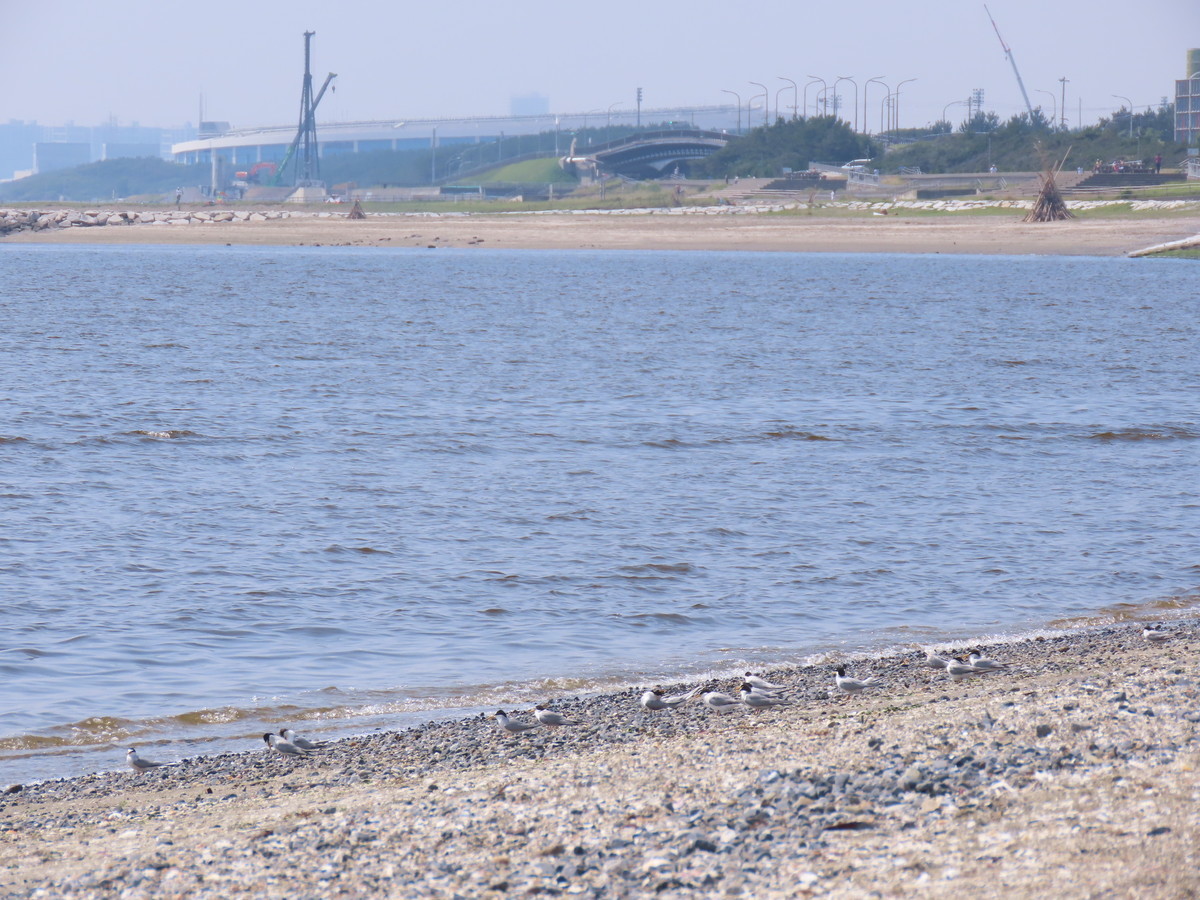 f:id:littletern:20190625140632j:plain f:id:littletern:20190625140632j:plain