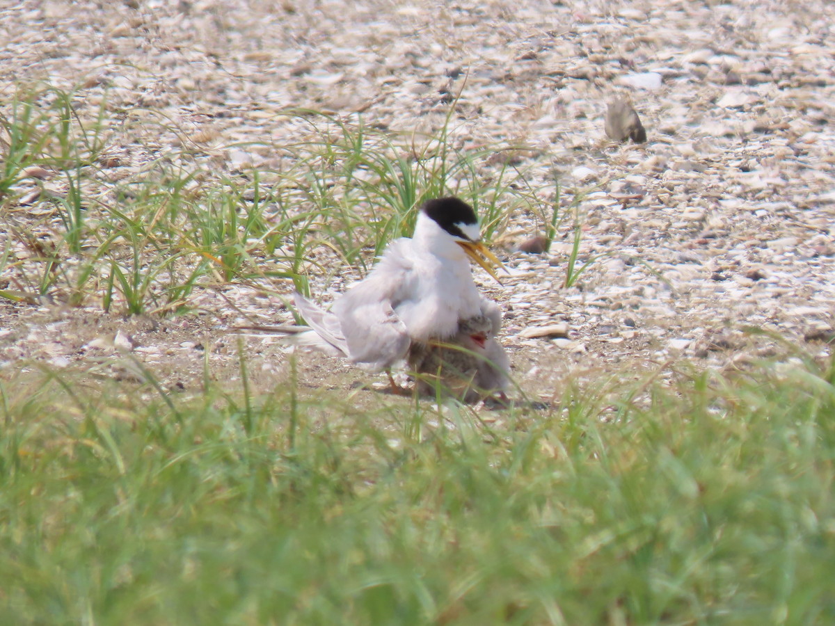 f:id:littletern:20190625142028j:plain f:id:littletern:20190625142028j:plain