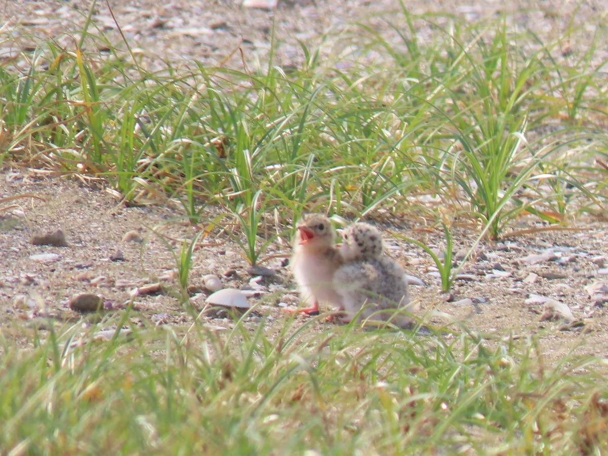 f:id:littletern:20190625155245j:plain f:id:littletern:20190625155245j:plain