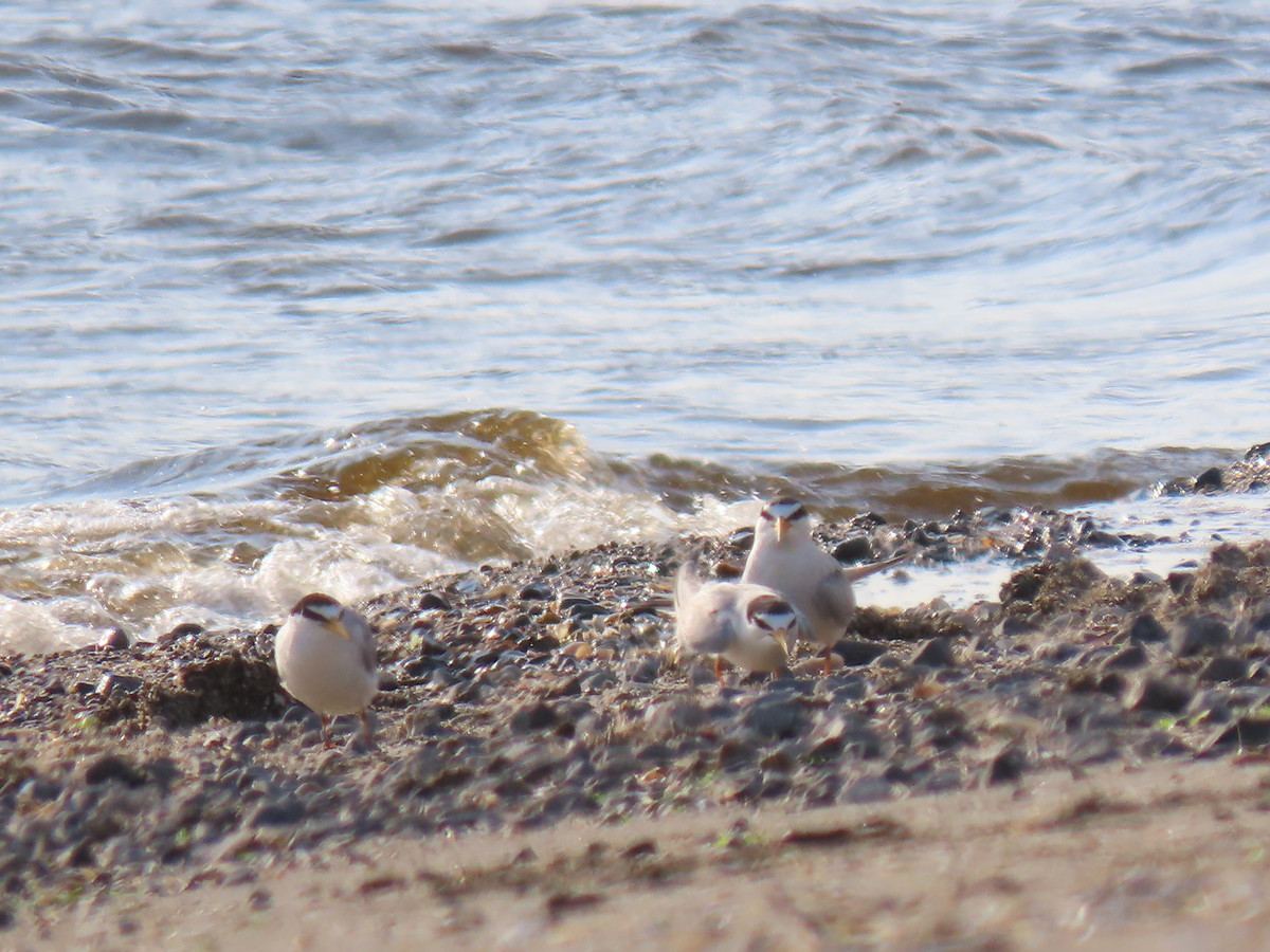 f:id:littletern:20190625170141j:plain f:id:littletern:20190625170141j:plain