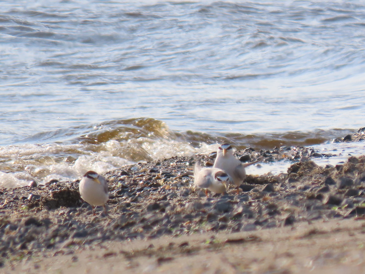 f:id:littletern:20190625170141j:plain