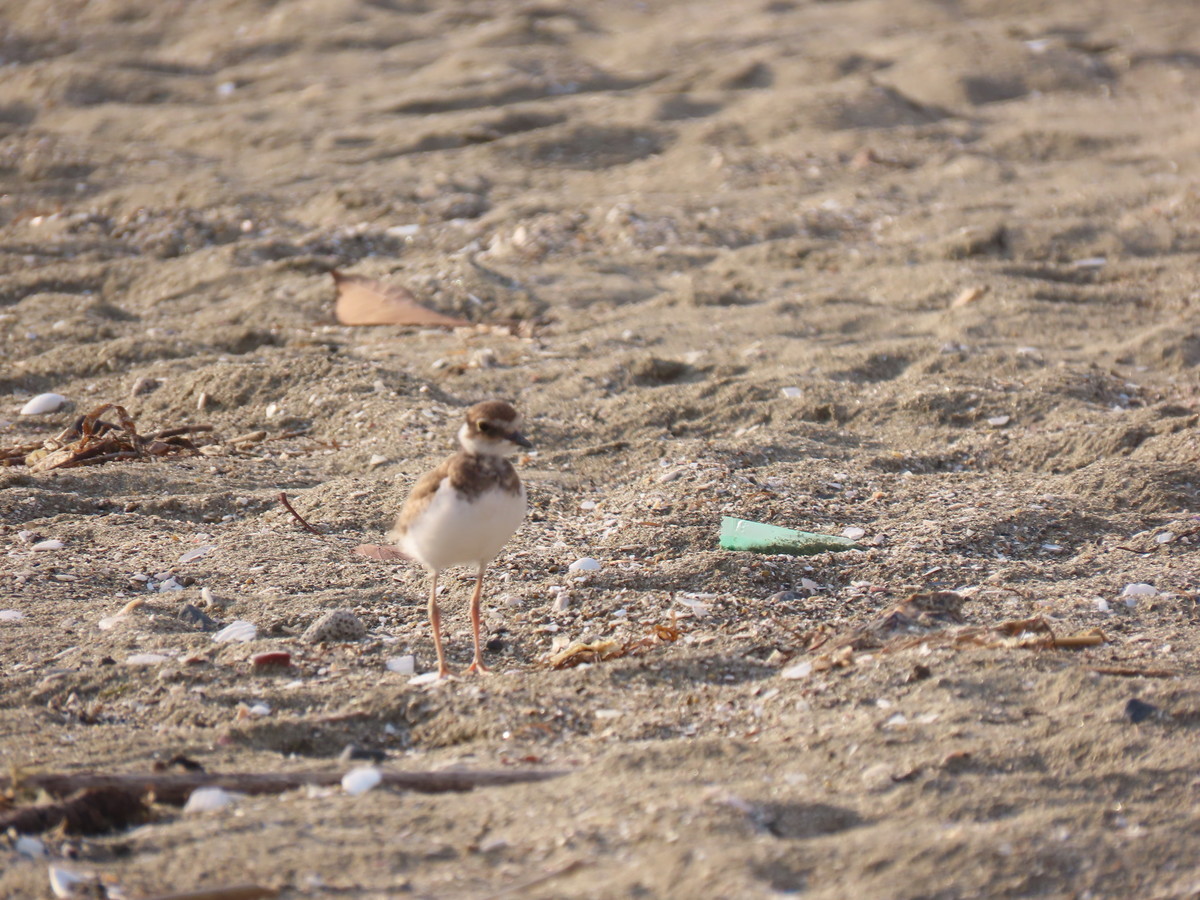 f:id:littletern:20190625170249j:plain f:id:littletern:20190625170249j:plain