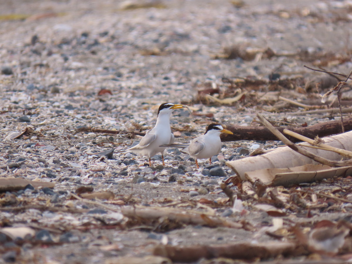 f:id:littletern:20190625172754j:plain f:id:littletern:20190625172754j:plain