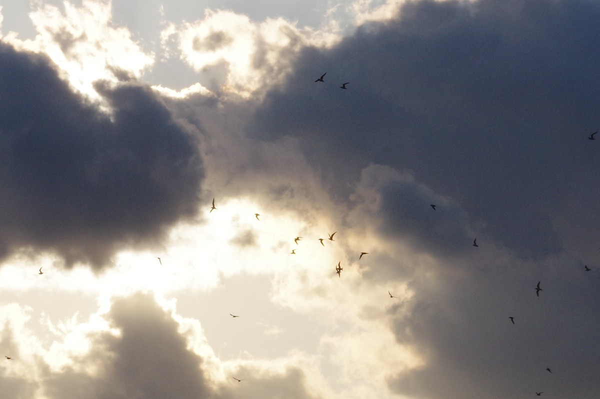 f:id:littletern:20190625175923j:plain f:id:littletern:20190625175923j:plain