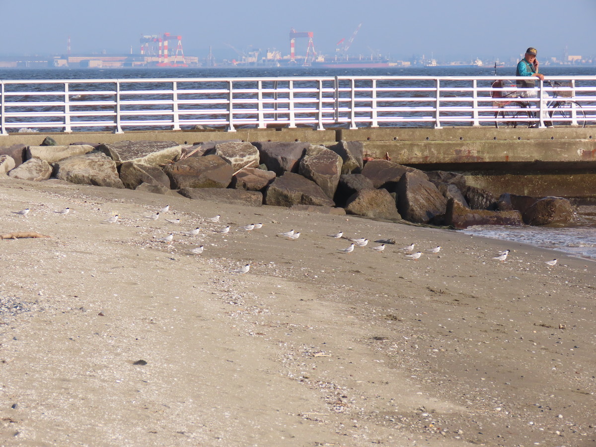 f:id:littletern:20190626165341j:plain f:id:littletern:20190626165341j:plain