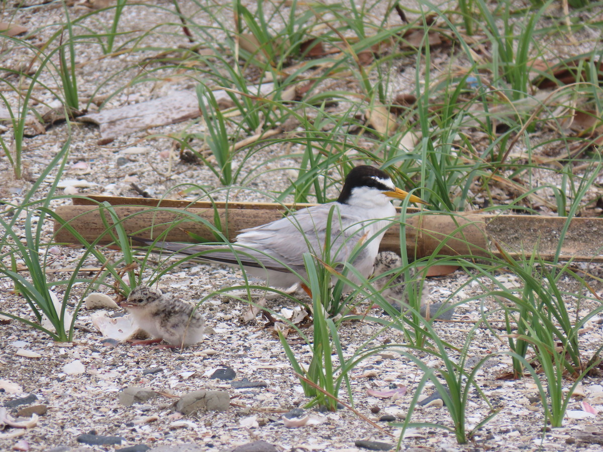 f:id:littletern:20190711144938j:plain f:id:littletern:20190711144938j:plain