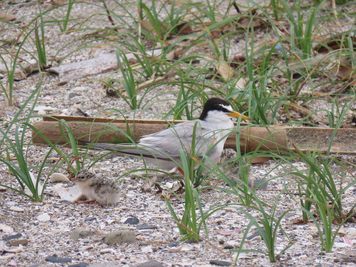 f:id:littletern:20190711144938j:plain