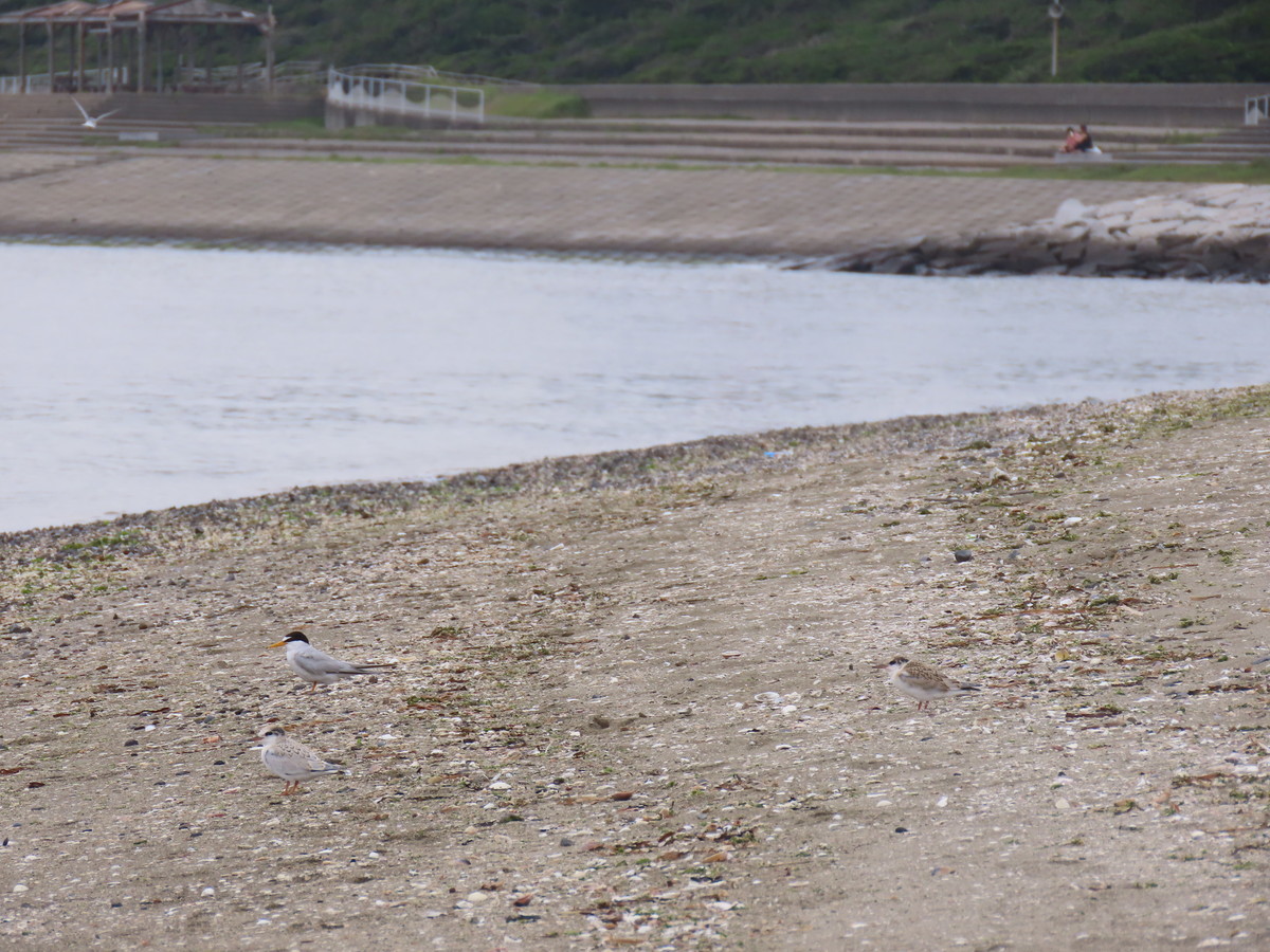 f:id:littletern:20190711145633j:plain f:id:littletern:20190711145633j:plain