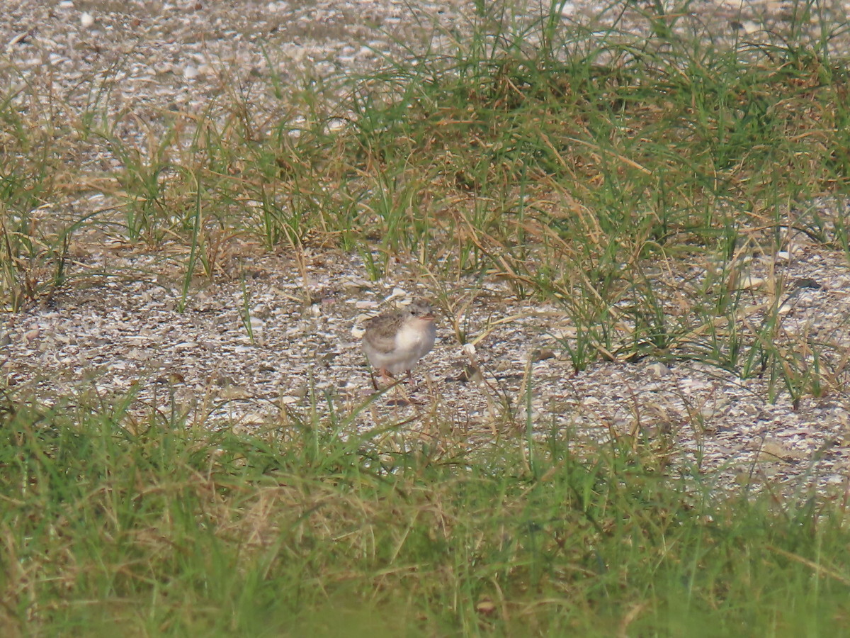 f:id:littletern:20190727164825j:plain f:id:littletern:20190727164825j:plain