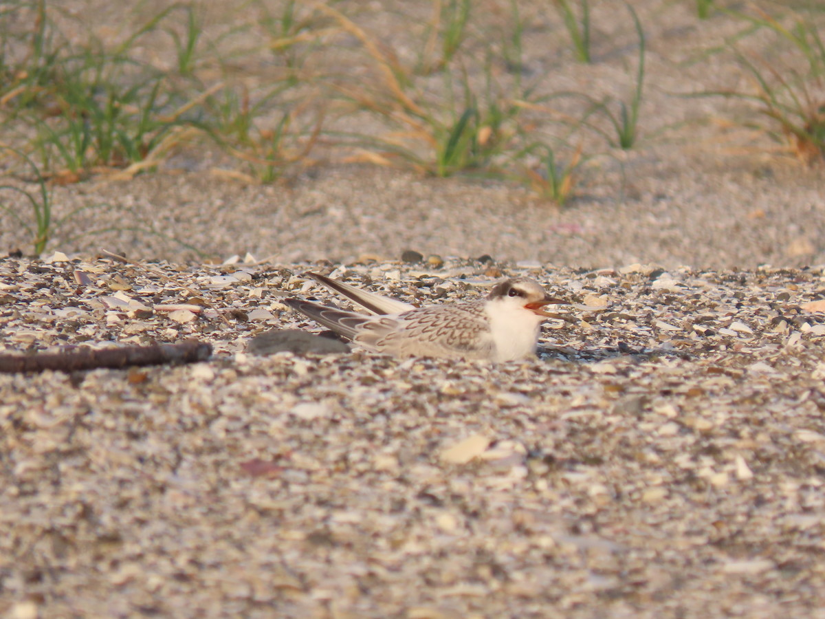 f:id:littletern:20190727175405j:plain f:id:littletern:20190727175405j:plain