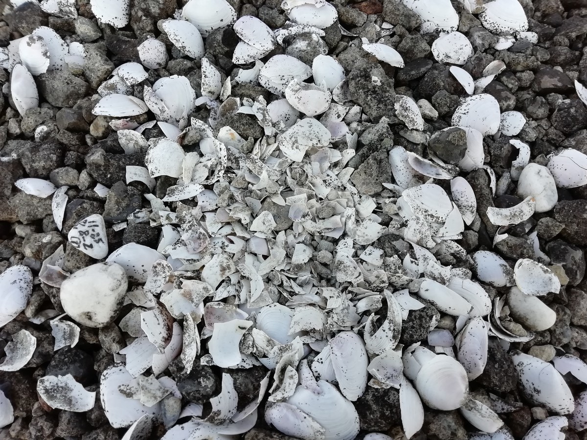 f:id:littletern:20190810133816j:plain f:id:littletern:20190810133816j:plain