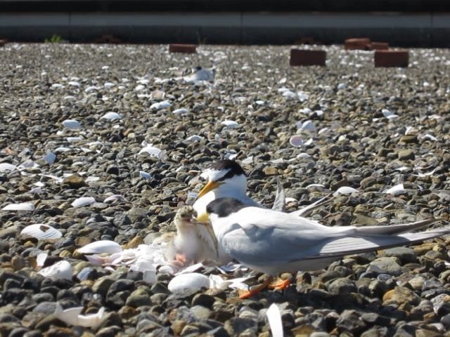 f:id:littletern:20200106174620j:plain f:id:littletern:20200106174620j:plain