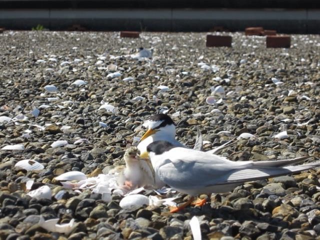 f:id:littletern:20200106174620j:plain