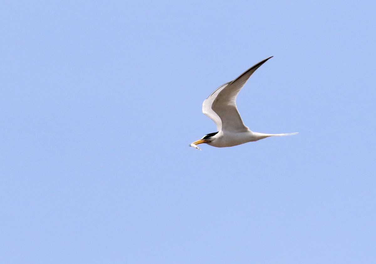 f:id:littletern:20200503110502j:plain f:id:littletern:20200503110502j:plain