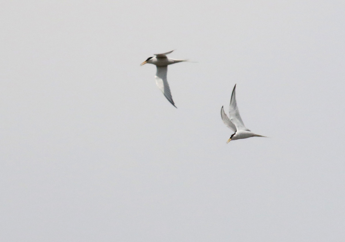 f:id:littletern:20200503110546j:plain f:id:littletern:20200503110546j:plain