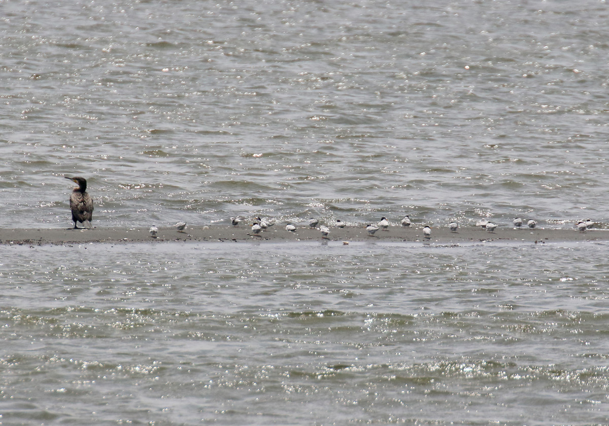 f:id:littletern:20200503112417j:plain f:id:littletern:20200503112417j:plain