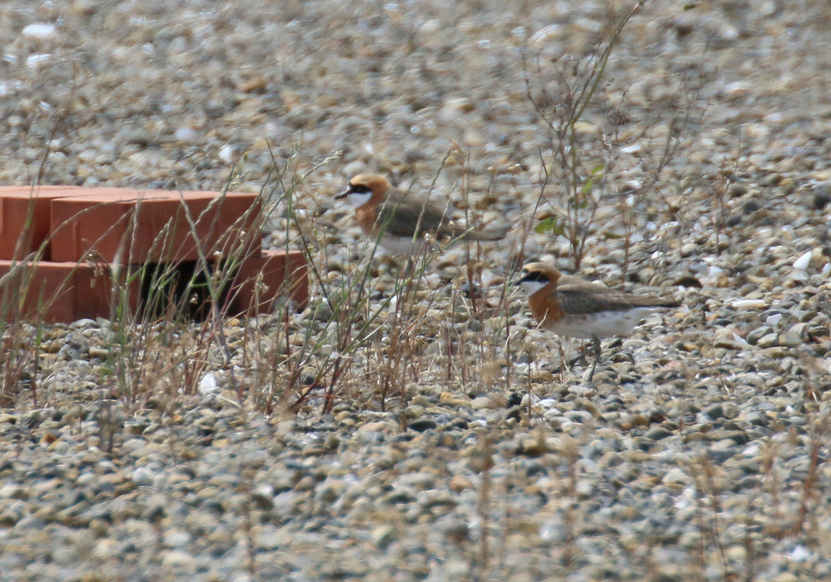 f:id:littletern:20200503133014j:plain f:id:littletern:20200503133014j:plain