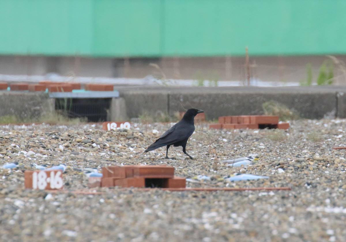 f:id:littletern:20200503141953j:plain f:id:littletern:20200503141953j:plain