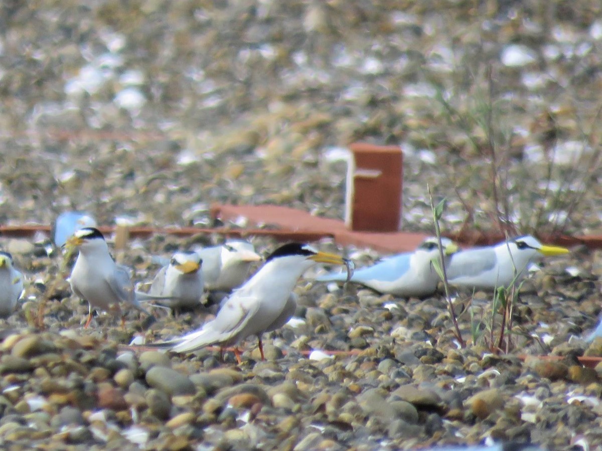 f:id:littletern:20200504175007j:plain f:id:littletern:20200504175007j:plain