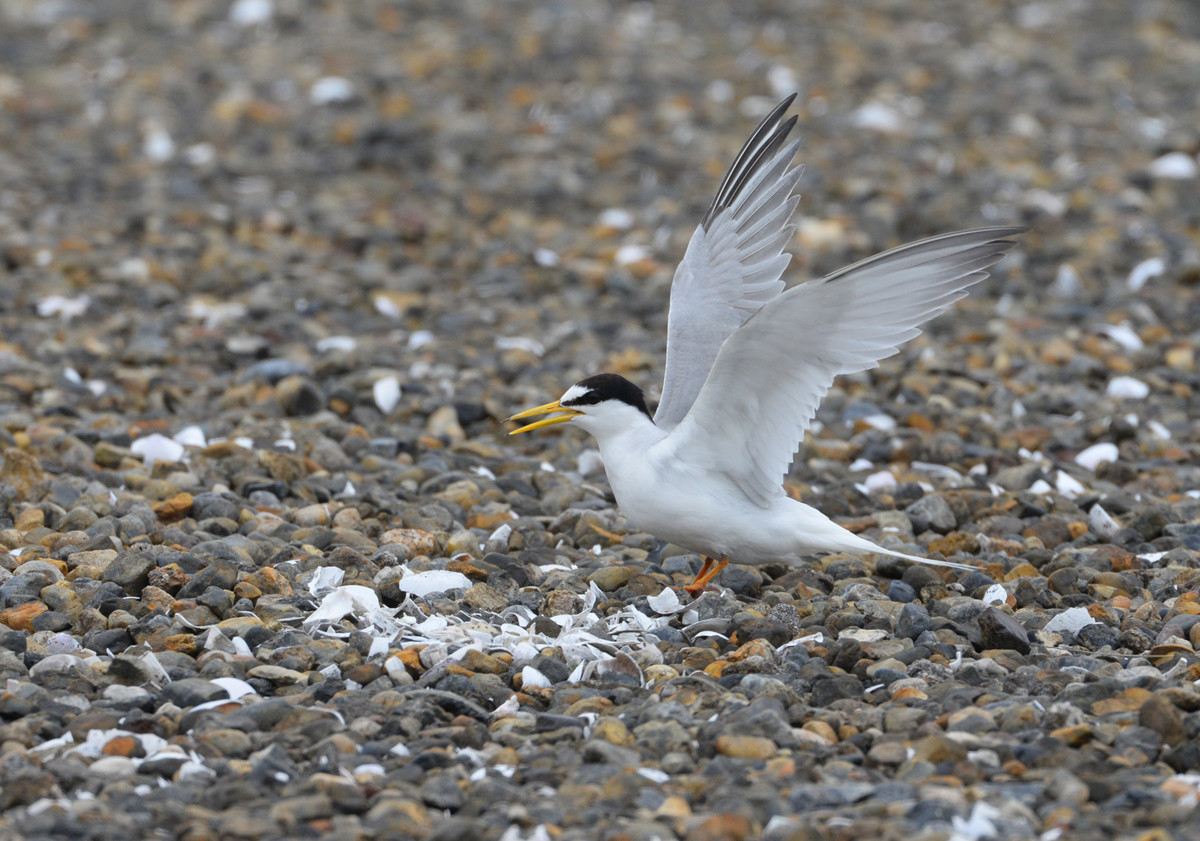 f:id:littletern:20200616105916j:plain f:id:littletern:20200616105916j:plain
