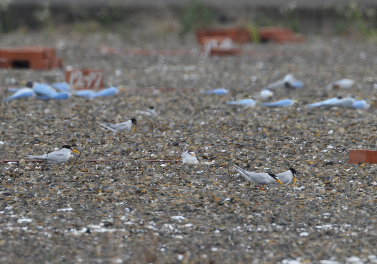 f:id:littletern:20200616115147j:plain f:id:littletern:20200616115147j:plain