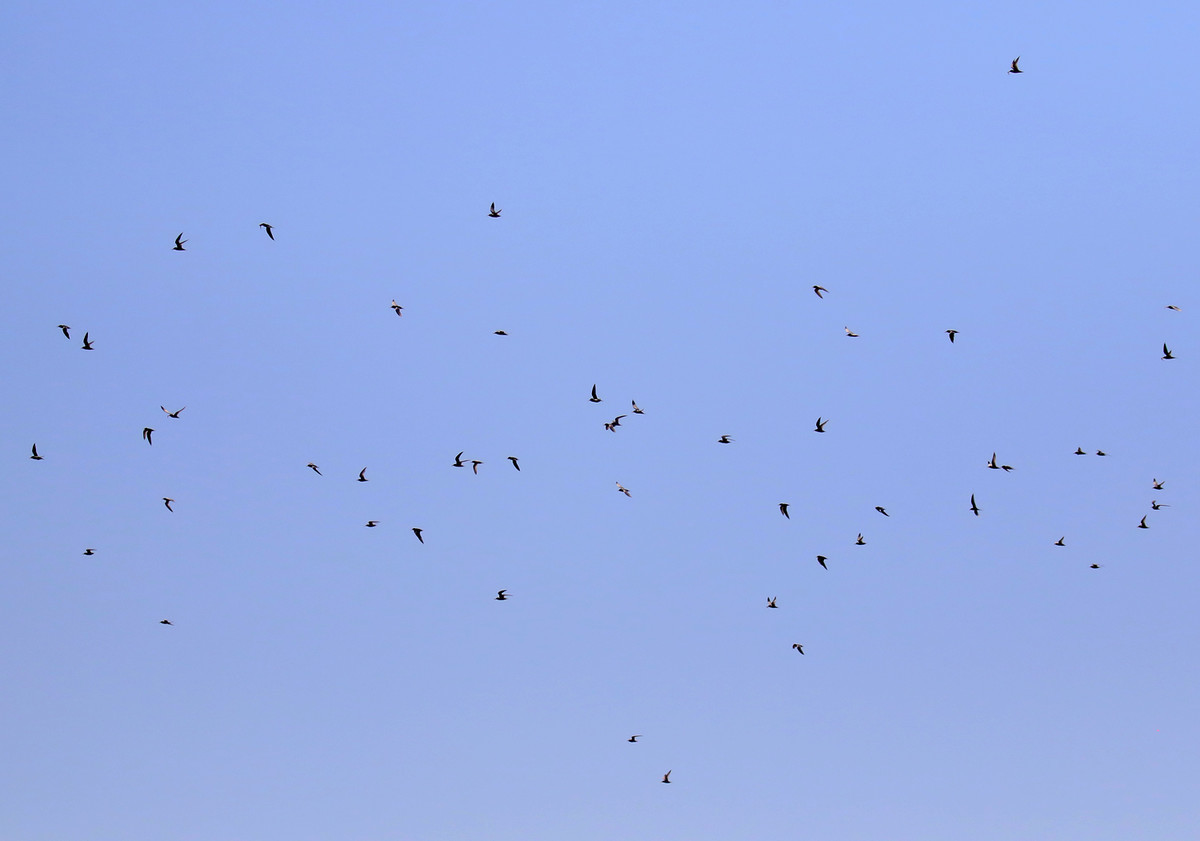 f:id:littletern:20200616141800j:plain