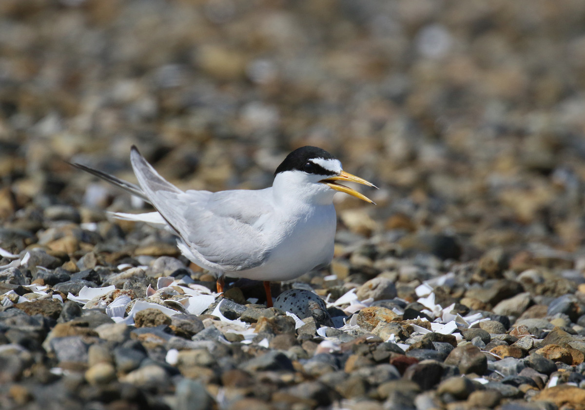 f:id:littletern:20200616144413j:plain f:id:littletern:20200616144413j:plain