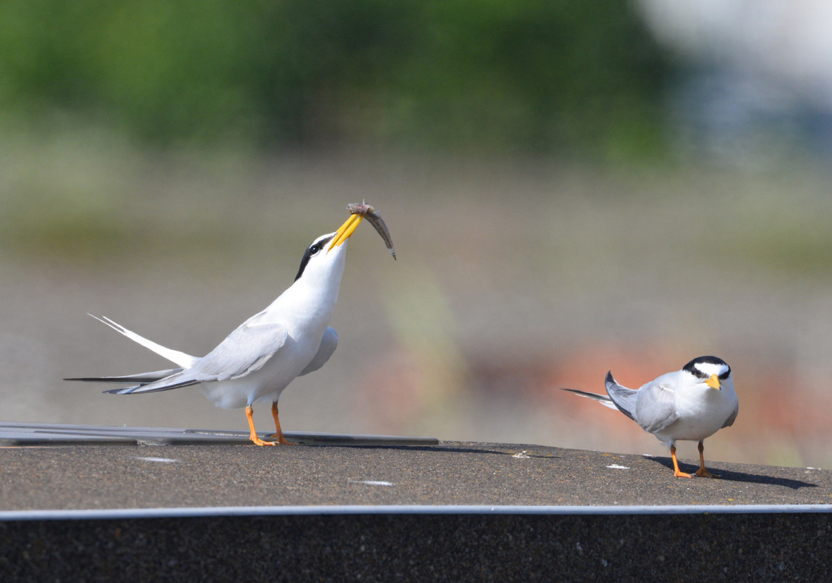 f:id:littletern:20200616145734j:plain f:id:littletern:20200616145734j:plain
