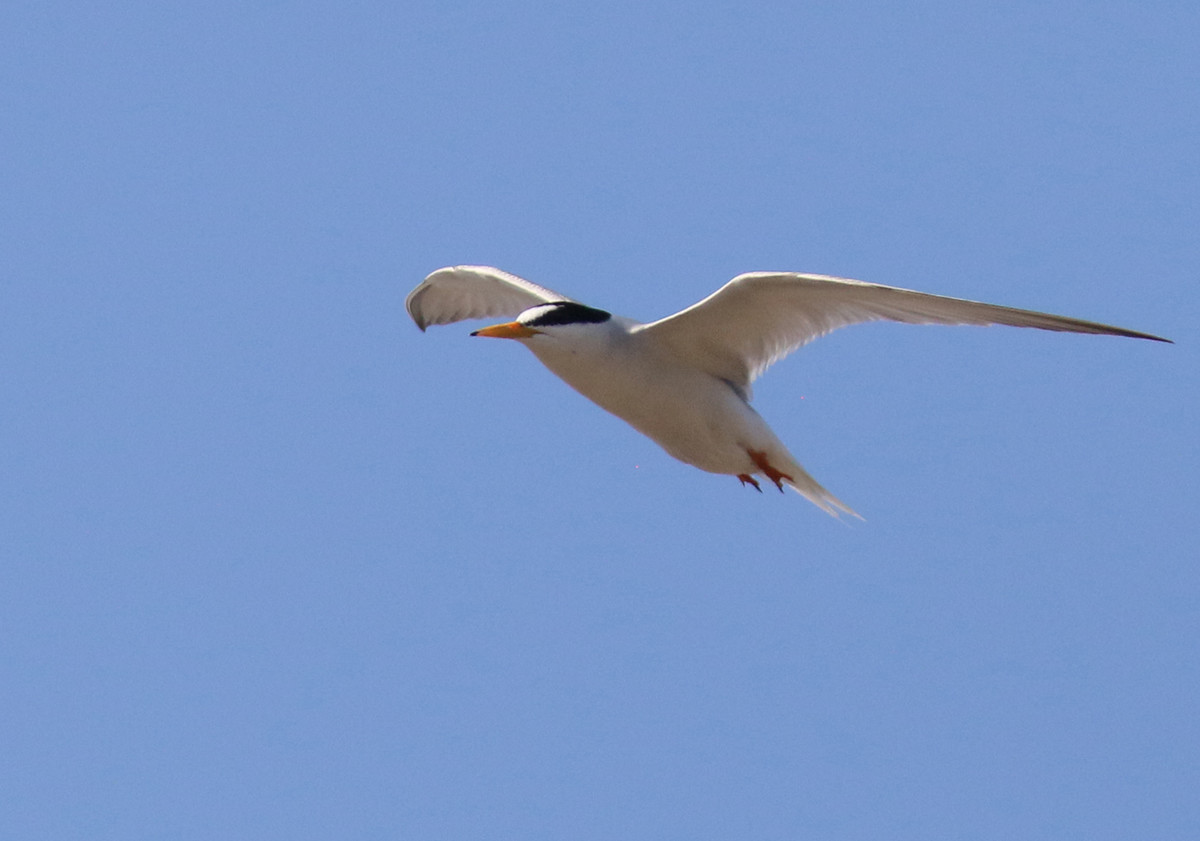 f:id:littletern:20200616151533j:plain f:id:littletern:20200616151533j:plain