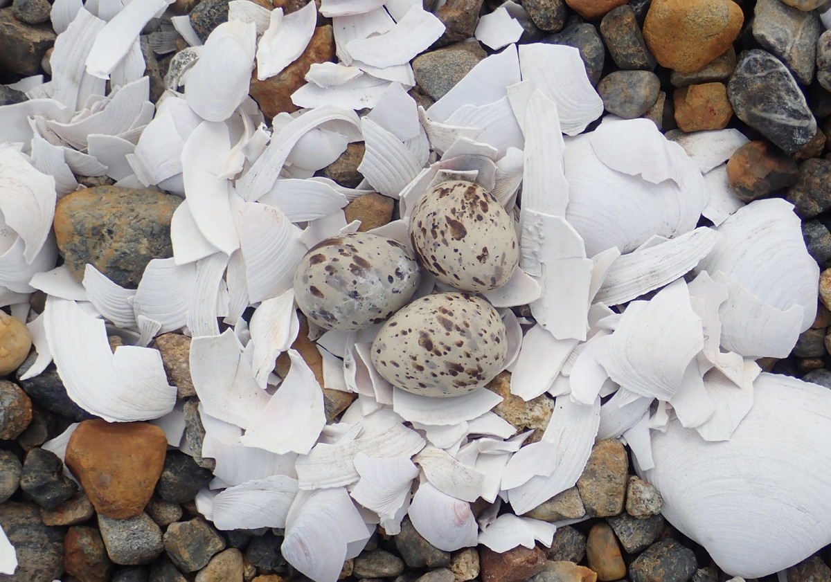 f:id:littletern:20200623151350j:plain f:id:littletern:20200623151350j:plain