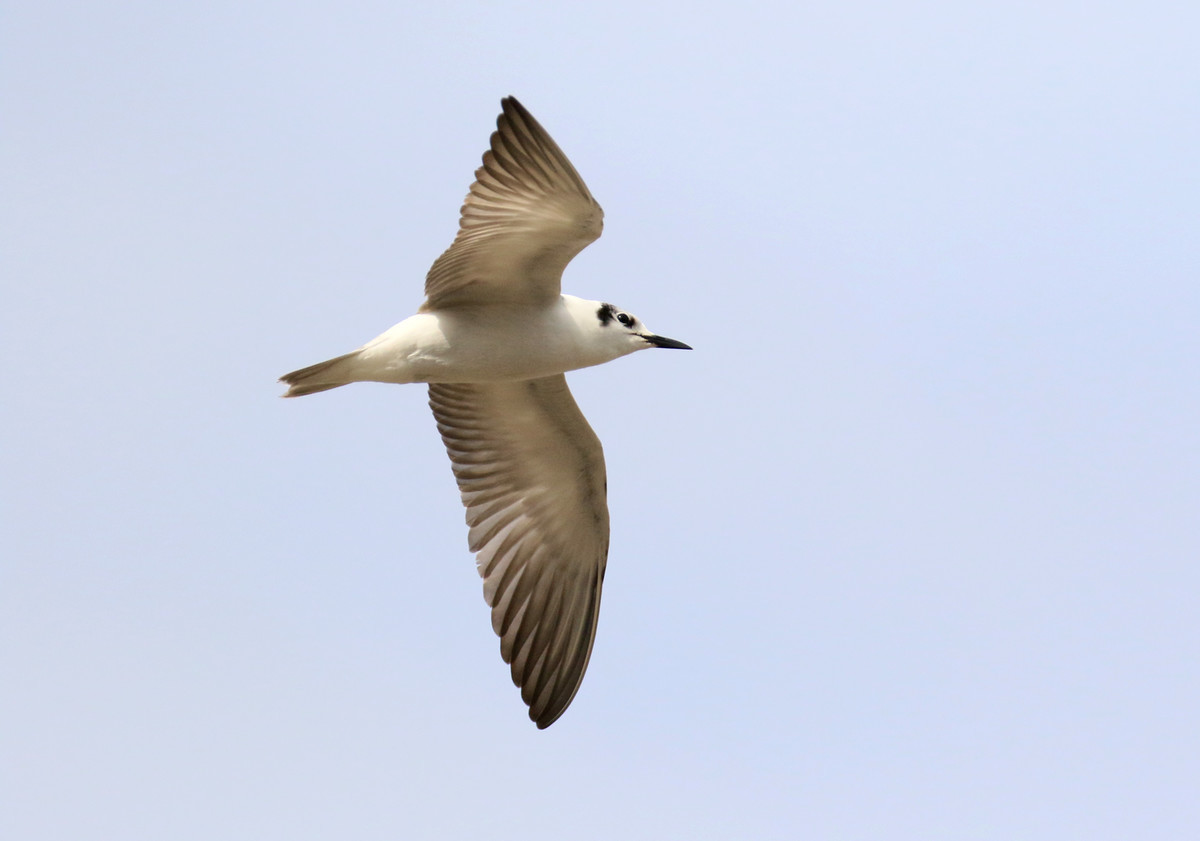 f:id:littletern:20200623152645j:plain f:id:littletern:20200623152645j:plain