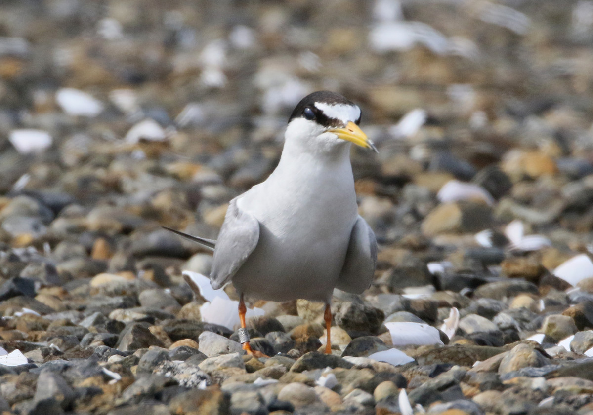 f:id:littletern:20200623154723j:plain f:id:littletern:20200623154723j:plain