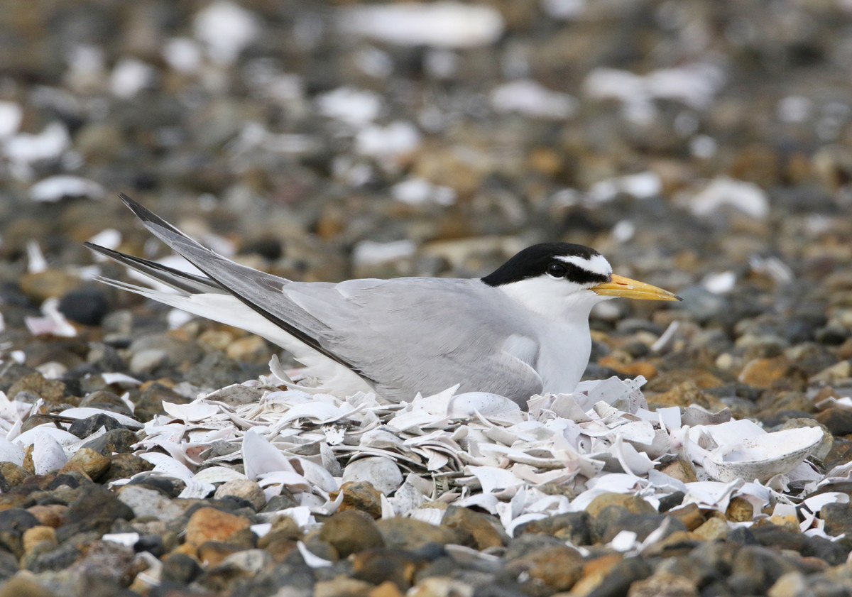 f:id:littletern:20200623155837j:plain f:id:littletern:20200623155837j:plain