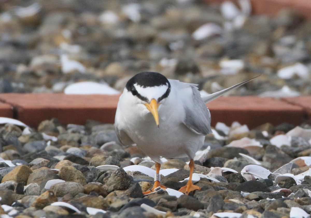 f:id:littletern:20200623160202j:plain f:id:littletern:20200623160202j:plain