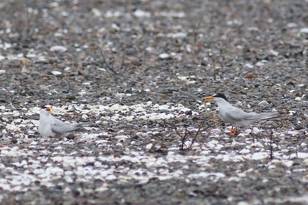 f:id:littletern:20200705114851j:plain