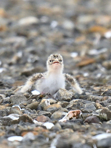 f:id:littletern:20200707123208j:plain f:id:littletern:20200707123208j:plain