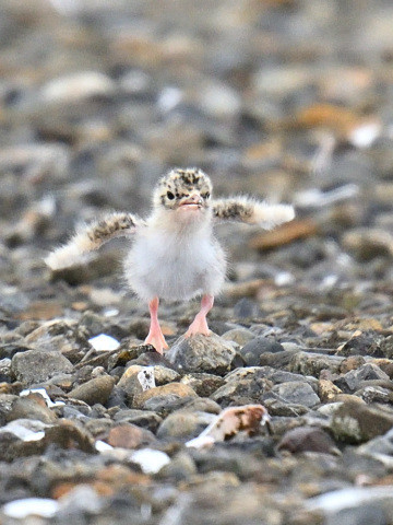 f:id:littletern:20200707123209j:plain f:id:littletern:20200707123209j:plain