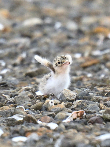 f:id:littletern:20200707123210j:plain f:id:littletern:20200707123210j:plain