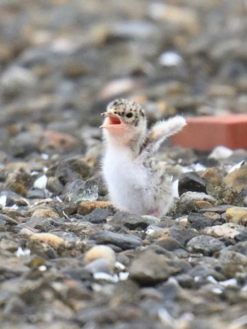f:id:littletern:20200707123456j:plain f:id:littletern:20200707123456j:plain