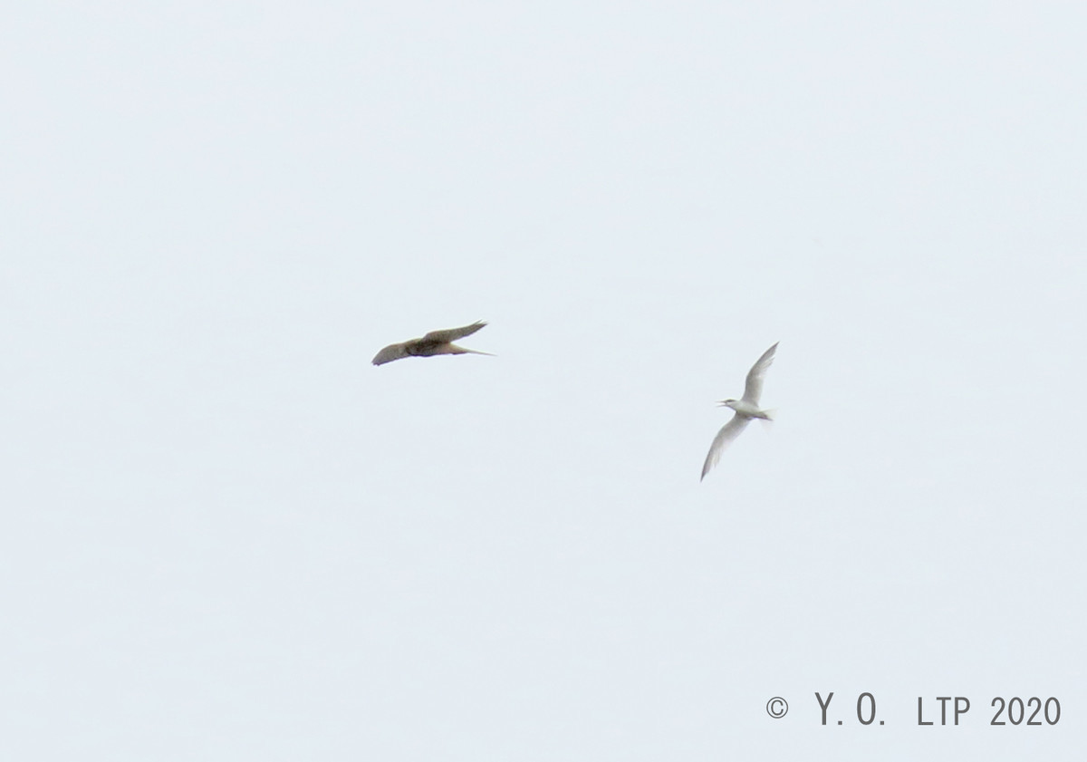 f:id:littletern:20200724112437j:plain f:id:littletern:20200724112437j:plain