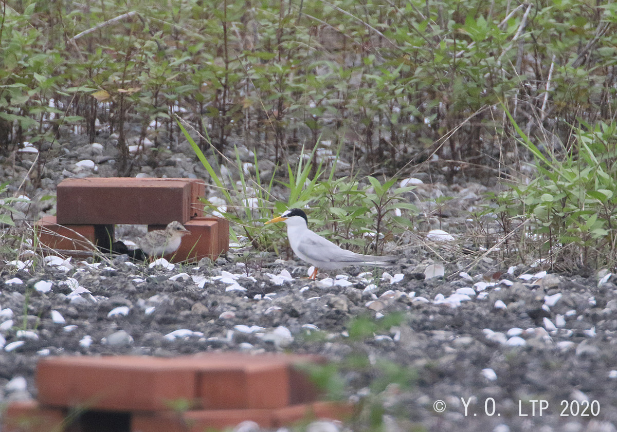f:id:littletern:20200724121233j:plain f:id:littletern:20200724121233j:plain