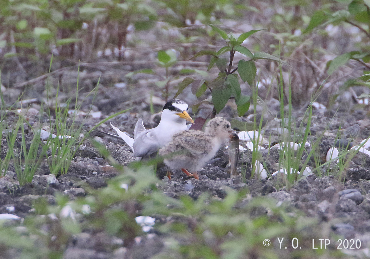 f:id:littletern:20200724134149j:plain f:id:littletern:20200724134149j:plain