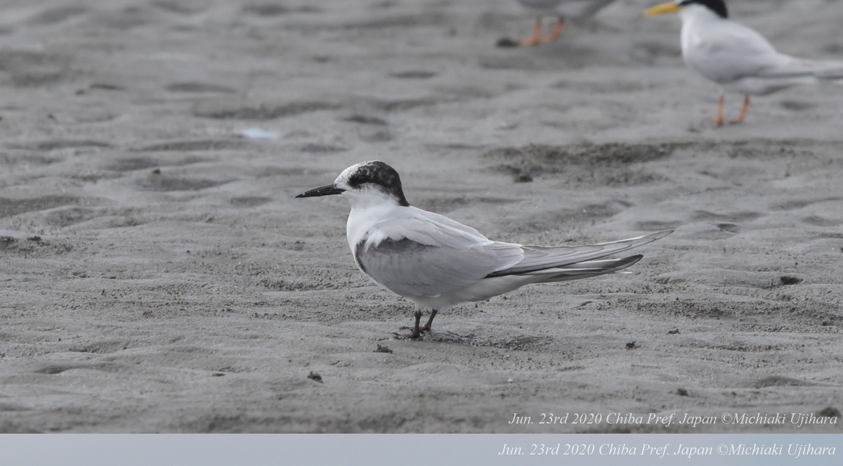 f:id:littletern:20201103194056p:plain